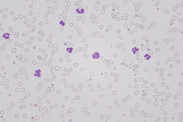 50x Infinity Plan Oil Objective - Image 4
